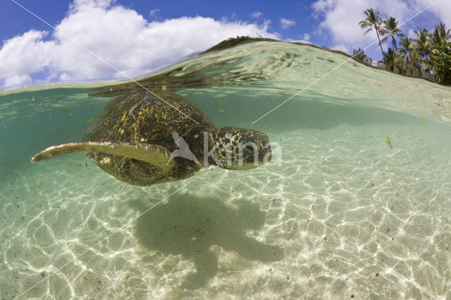 Soepschildpad (Chelonia mydas)