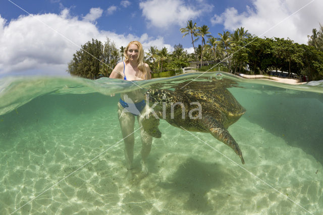 Soepschildpad (Chelonia mydas)