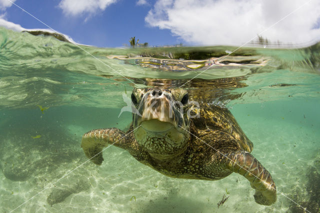 Soepschildpad (Chelonia mydas)