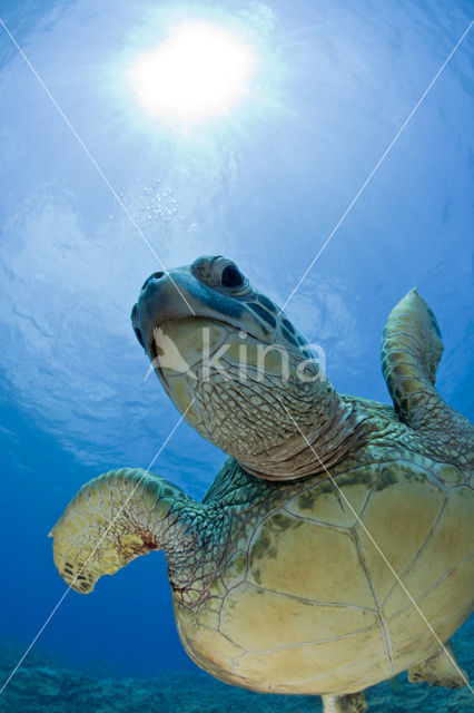 Green Turtle (Chelonia mydas)