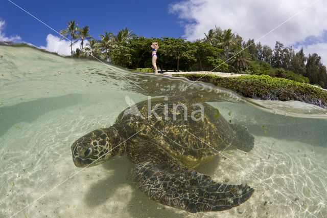 Green Turtle (Chelonia mydas)