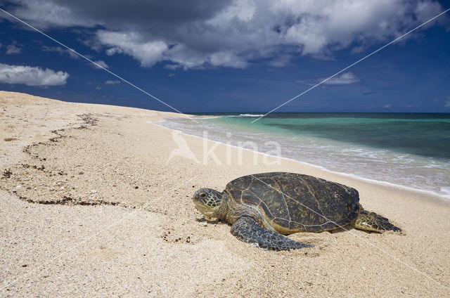 Soepschildpad (Chelonia mydas)