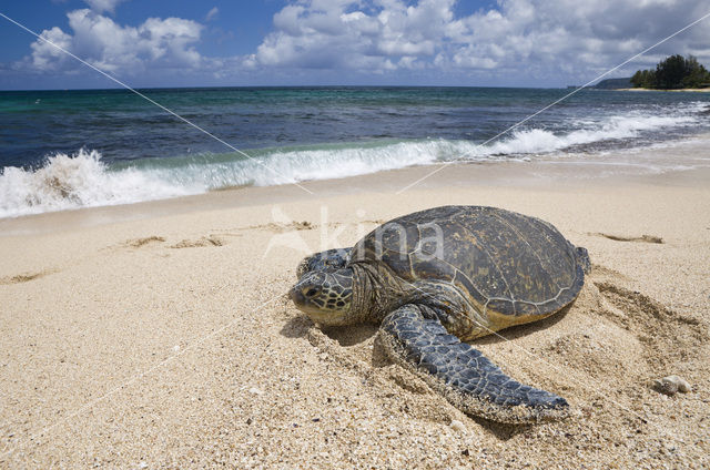 Soepschildpad (Chelonia mydas)