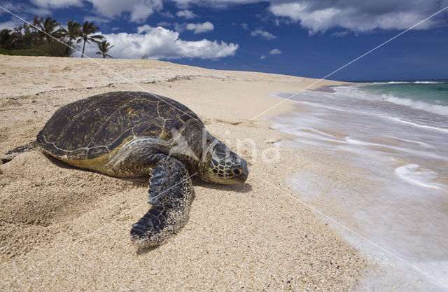 Soepschildpad (Chelonia mydas)