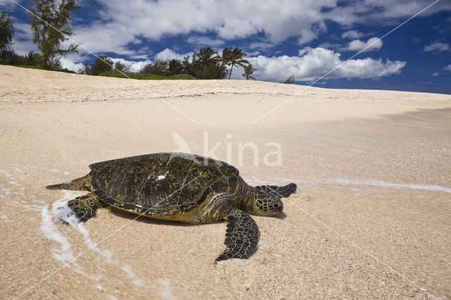 Soepschildpad (Chelonia mydas)