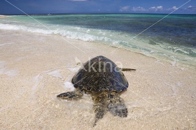 Soepschildpad (Chelonia mydas)