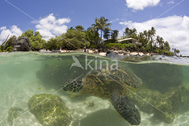 Soepschildpad (Chelonia mydas)