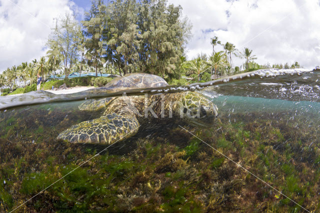 Soepschildpad (Chelonia mydas)