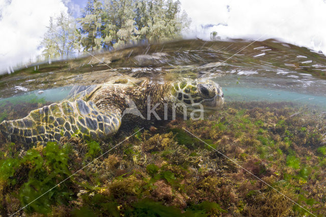 Soepschildpad (Chelonia mydas)