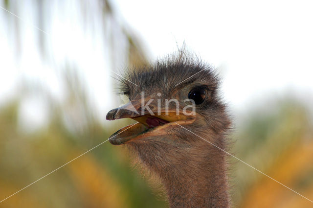 ostrich (Struthio spp)