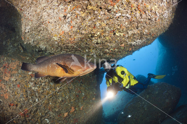 Tandbaars (Epinephelus marginatus)