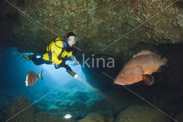 Dusky grouper (Epinephelus marginatus)