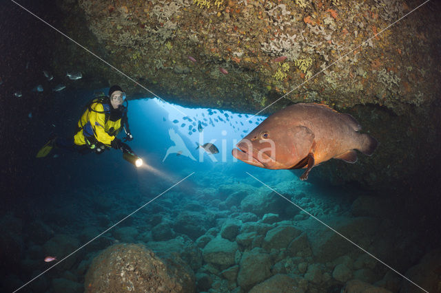 Dusky grouper (Epinephelus marginatus)