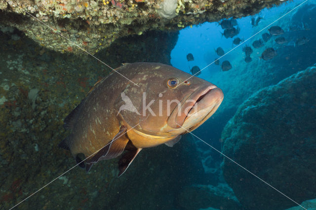 Dusky grouper (Epinephelus marginatus)