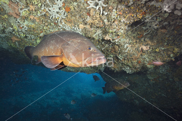 Dusky grouper (Epinephelus marginatus)