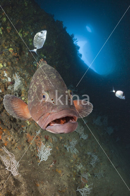 Dusky grouper (Epinephelus marginatus)