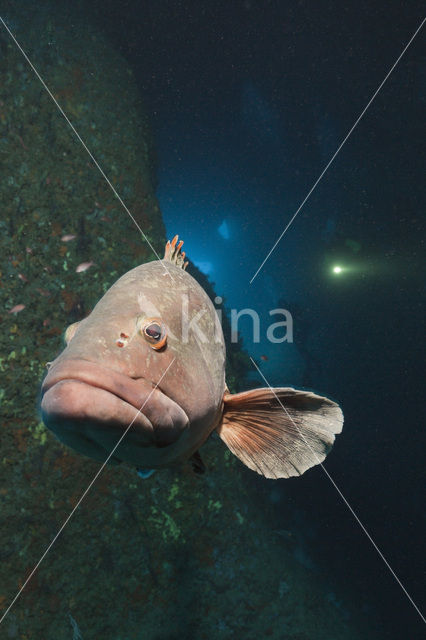 Dusky grouper (Epinephelus marginatus)