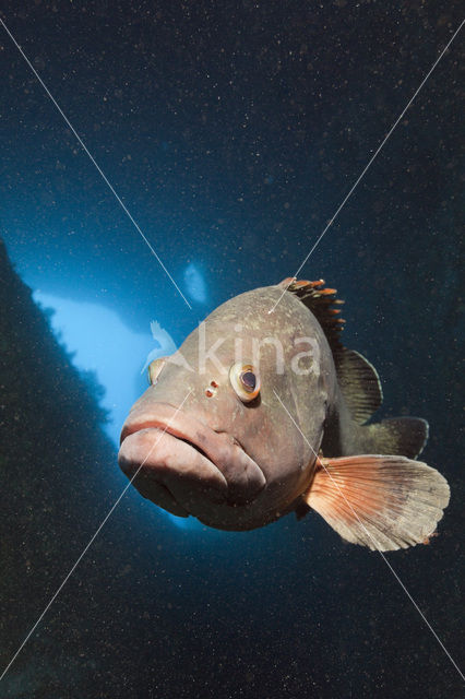 Dusky grouper (Epinephelus marginatus)