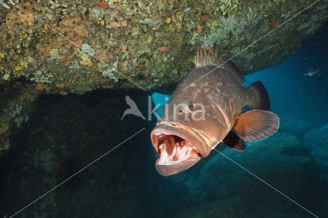 Dusky grouper (Epinephelus marginatus)