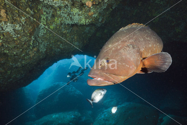 Dusky grouper (Epinephelus marginatus)