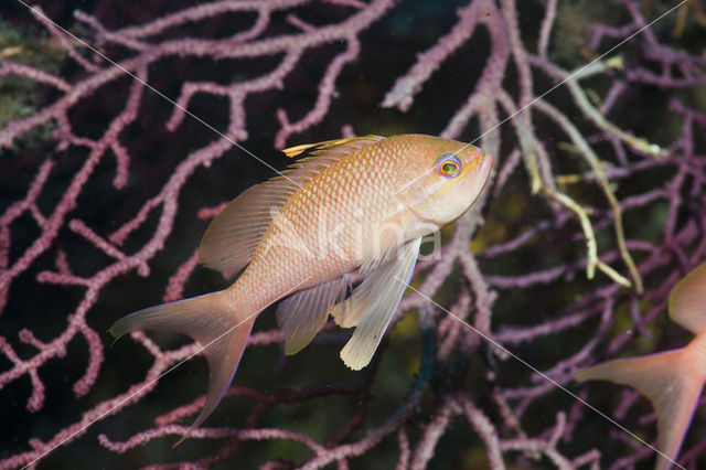 Vlaggenbaars (Anthias anthias)