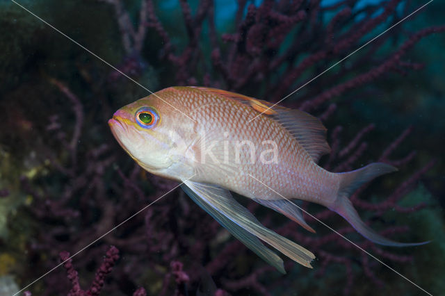 Vlaggenbaars (Anthias anthias)