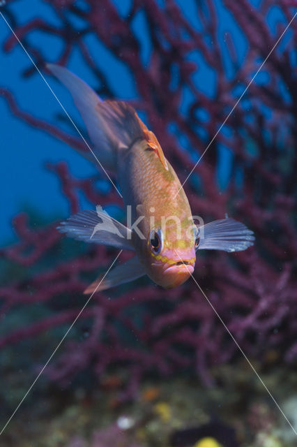 Swallowtail seaperch (Anthias anthias)