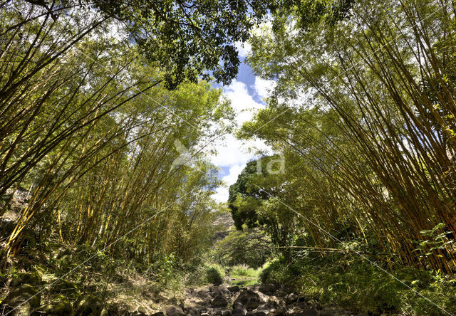 Waimea Valley