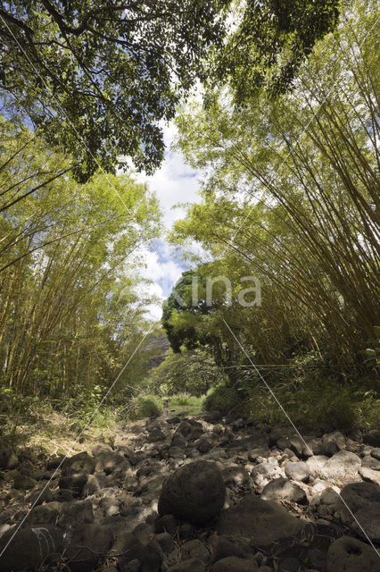 Waimea Valley