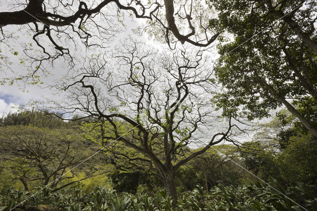 Waimea Valley