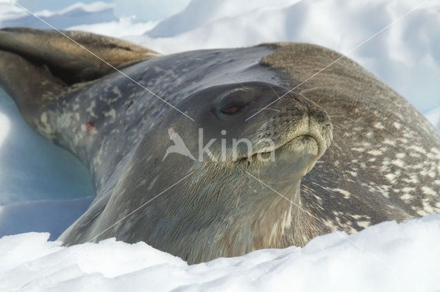 Weddell’s zeehond (Leptonychotes weddelli)