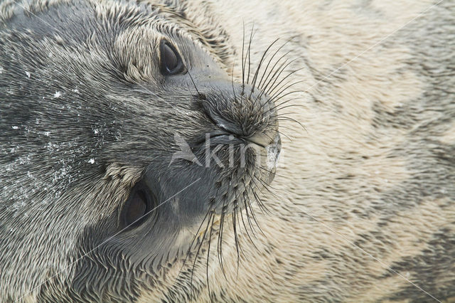 Weddell’s zeehond (Leptonychotes weddelli)
