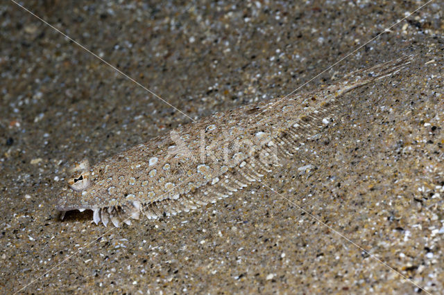 Whiskered sole (Monochirus hispidus)