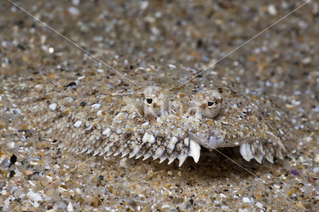 Whiskered sole (Monochirus hispidus)