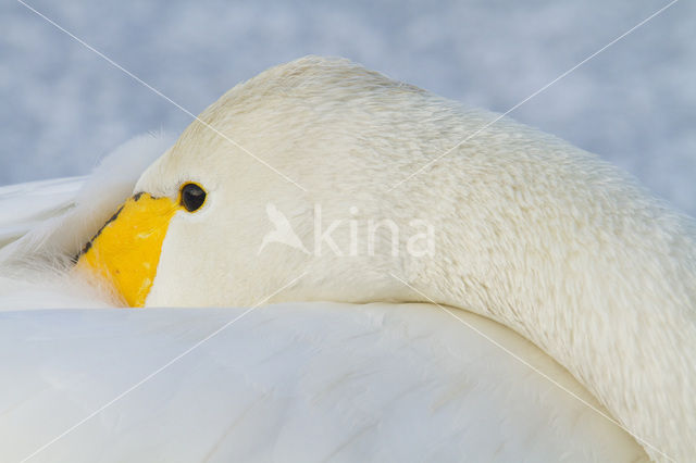 Whooper Swan (Cygnus cygnus)