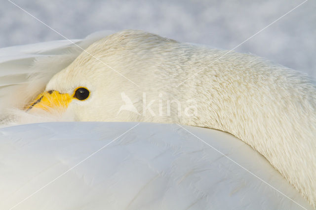 Wilde Zwaan (Cygnus cygnus)