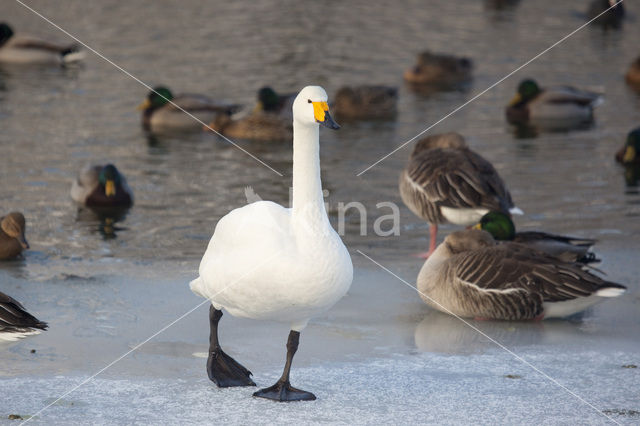 Wilde Zwaan (Cygnus cygnus)