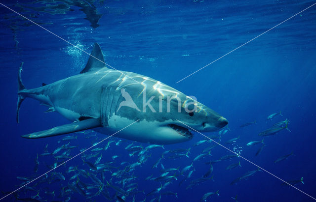 great white shark (Carcharodon carcharias)