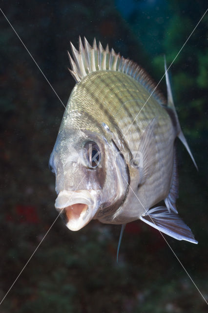 Striped White seabream (Diplodus spec)