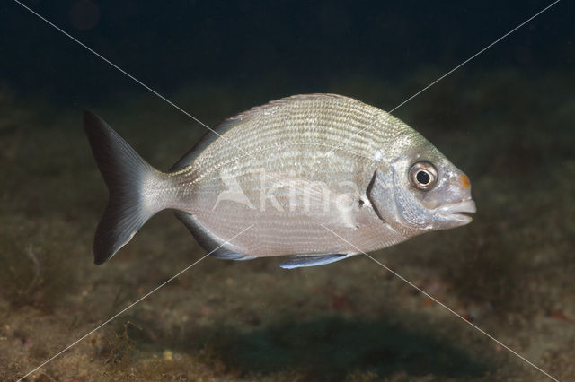 Witte Zeebrasem (Diplodus sargus sargus)