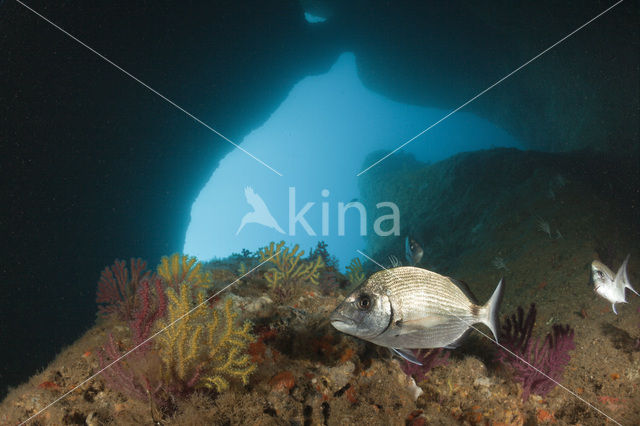 White seabream (Diplodus sargus sargus)