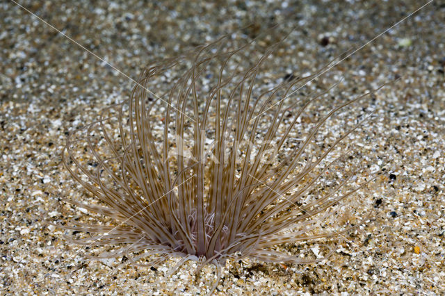 Tube anemone (Cerianthus membranaceus)