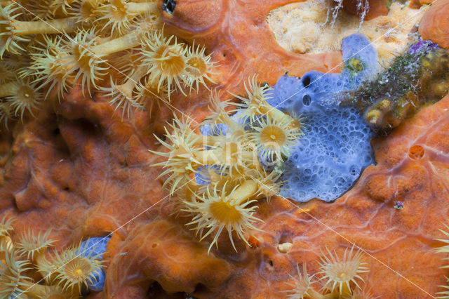 Yellow cluster anemone (Parazoanthus axinellae)