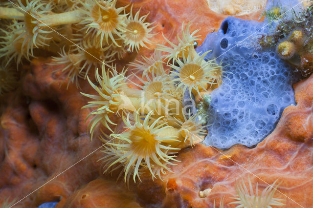 Yellow cluster anemone (Parazoanthus axinellae)