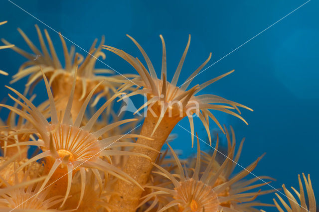 Yellow cluster anemone (Parazoanthus axinellae)