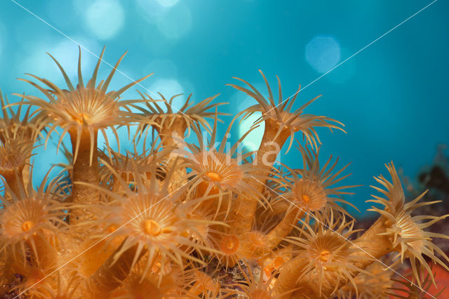 Yellow cluster anemone (Parazoanthus axinellae)