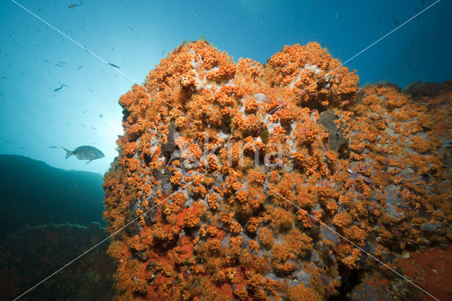 Yellow cluster anemone (Parazoanthus axinellae)