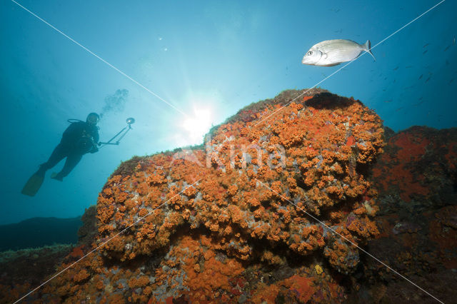 Yellow cluster anemone (Parazoanthus axinellae)