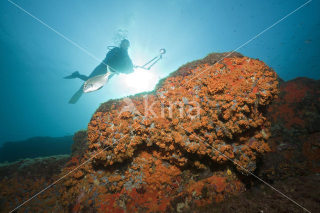 Yellow cluster anemone (Parazoanthus axinellae)