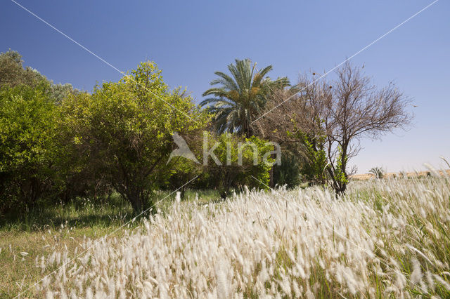 Bahariya Oasis